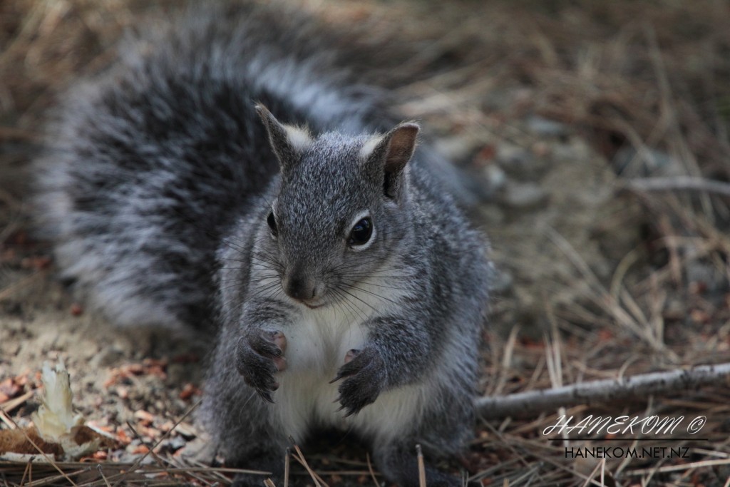 Western Gray Squirrel at Tucker Wildlife Sanctuary.